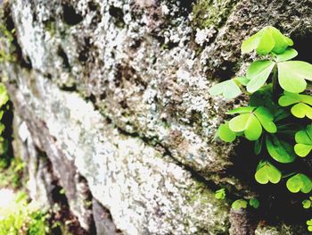 Close-up of moss growing on tree trunk