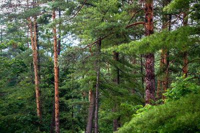 Pine trees in forest