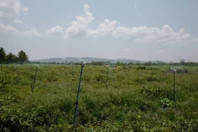 Scenic view of field against sky