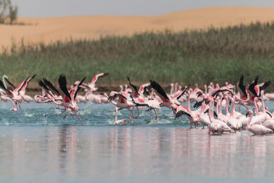 Flock of birds in lake