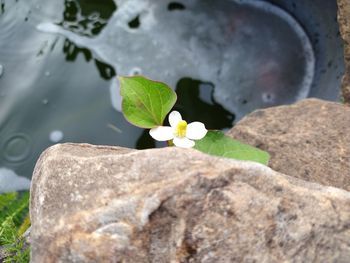 Close-up of rocks on rock by water