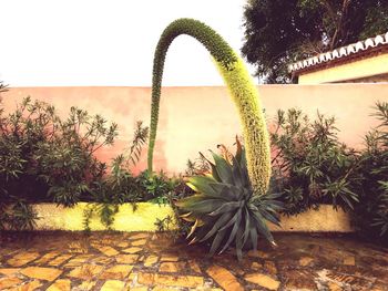 Plants against clear sky