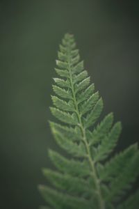 Close-up of fern leaves