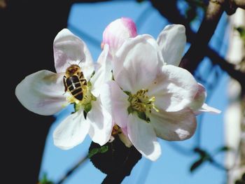 Close-up of bee pollinating flower