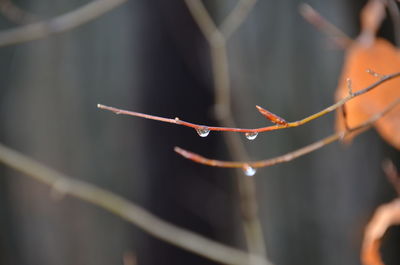 Close-up of spider web on water