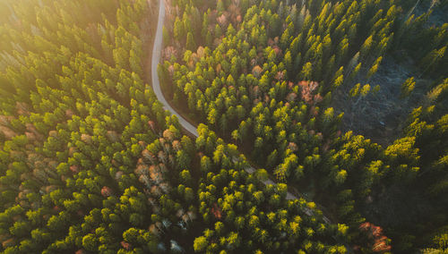 High angle view of trees in forest