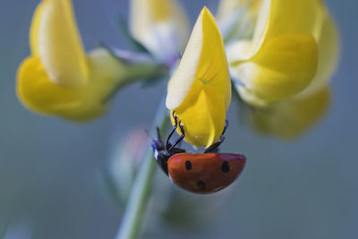 Close-up of ladybug on yellow flower