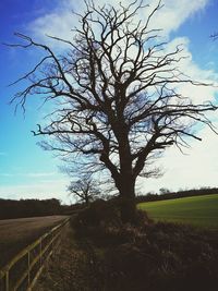 Tree on field against clear sky