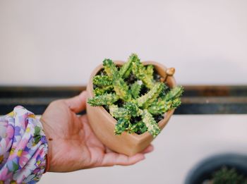 Cropped hand of person holding marijuana