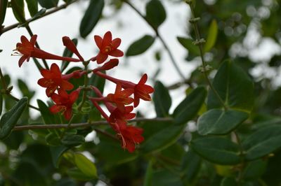 Close-up of red leaves