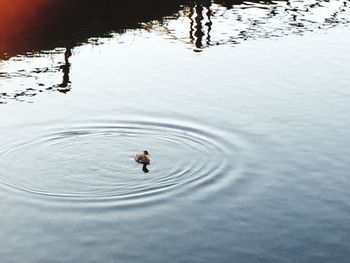 High angle view of ducks swimming in lake