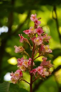 Close-up of pink flowers