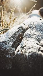 Close-up of snow covered rock