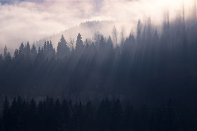 Silhouette trees in forest against sky