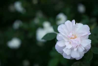 Close-up of flower blooming outdoors