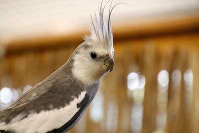 Close-up of birds