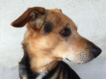 Close-up portrait of dog