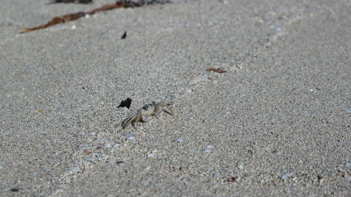 High angle view of ant on sand