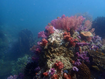 View of fish swimming in sea