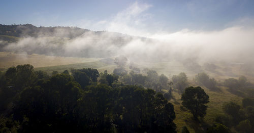 Scenic view of forest against sky