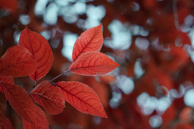 Close-up of red maple leaves on plant