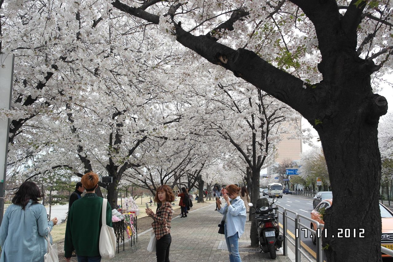 GROUP OF PEOPLE ON CHERRY BLOSSOM TREES