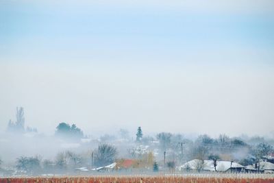 Trees on field against sky during winter