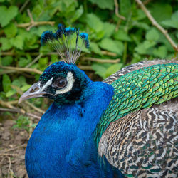 Close-up of a peacock