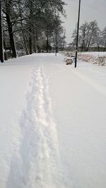 Bare trees on snow covered landscape