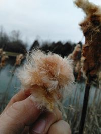 Close-up of hand holding dandelion against sky