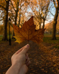Human hand holding maple leaves