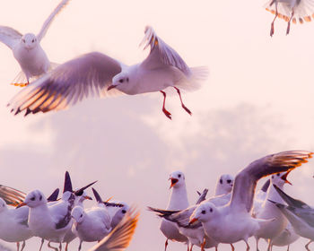 Close-up of seagulls flying against sky