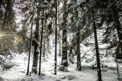 Trees on snow covered land during winter