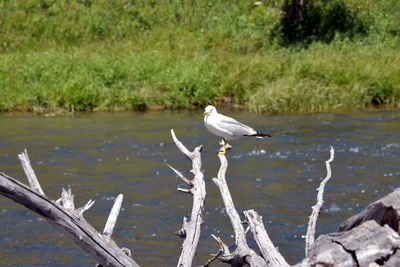 Bird perching on driftwood by lake