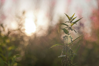 Close-up of flowering plant