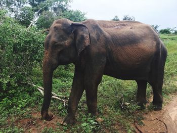 Elephant standing on field