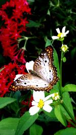 Close-up of butterfly on flower