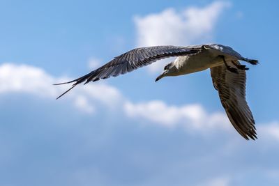 Low angle view of eagle flying against sky