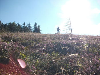 Close-up of plants growing on field against sky