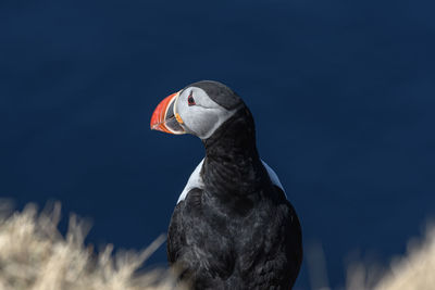 Close-up of puffin against blue sky