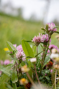 Close-up of pink flowering plant