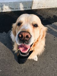 Close-up portrait of dog