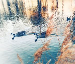 High angle view of ducks swimming in lake