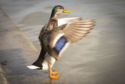 Close-up of a bird flying over lake