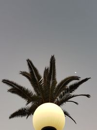 Low angle view of palm tree against clear sky