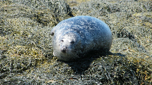 Close-up of seal on rocks