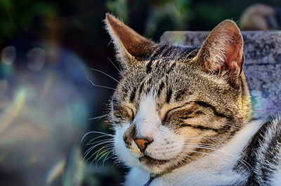 Close-up of a cat looking away