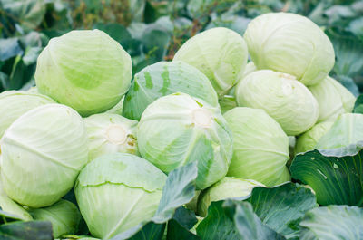 Fresh cabbage in the field. good harvest. farming. agroculture