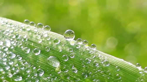 Close-up of wet plant