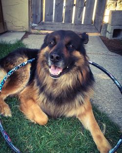 High angle portrait of dog on grass